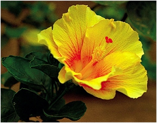 Hibiscus_6_03.jpg